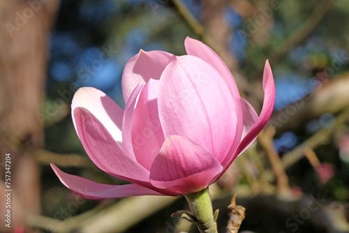 Pink Magnolia campbellii, or Campbell's magnolia in flower. photo