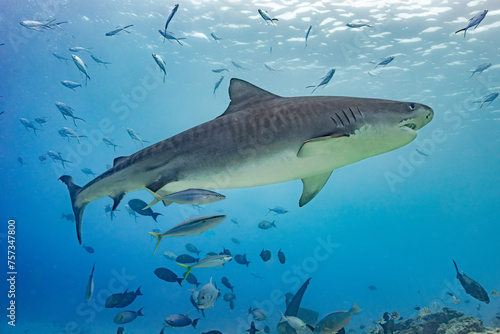 Tiger Shark in Fuvahmulah: Majestic Predator Amidst Fish shoal
