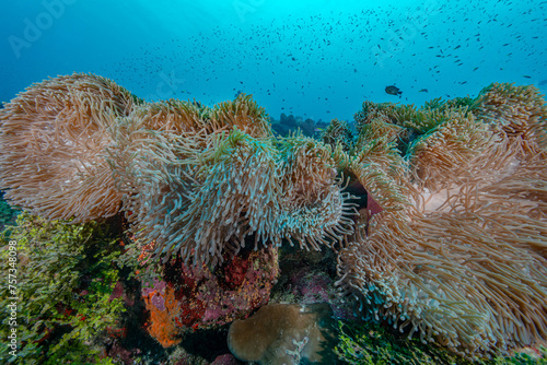 Vibrant Underwater World: Anemones in Fuvahmulah
