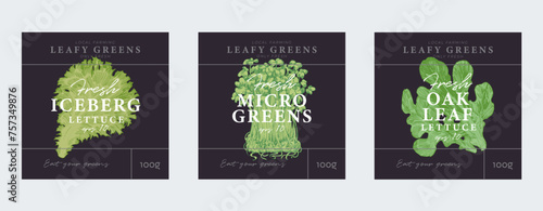 Cabbage and lettuce hand drawn illustrations, modern packaging design, label background templates