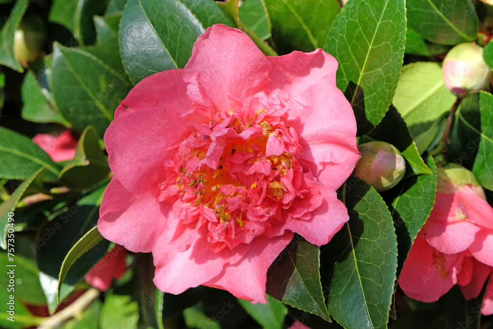 Pink double peony Camellia 'Laura Boscawen' in flower