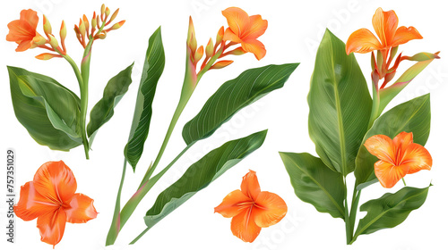 Canna Lily Collection  Vibrant Floral Art in 3D  Isolated on Transparent Background for Graphic Designers and Nature Lovers.