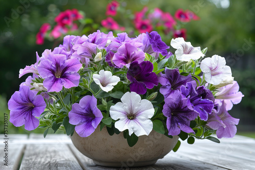 Wallpaper Mural Vibrant Purple and White Petunias in Bloom Garden Banner Display Torontodigital.ca