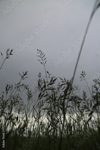 plants in the wind against sky