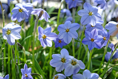 Foto Blue Ipheion uniflorum Jessie, also known as Mexican Star in flower