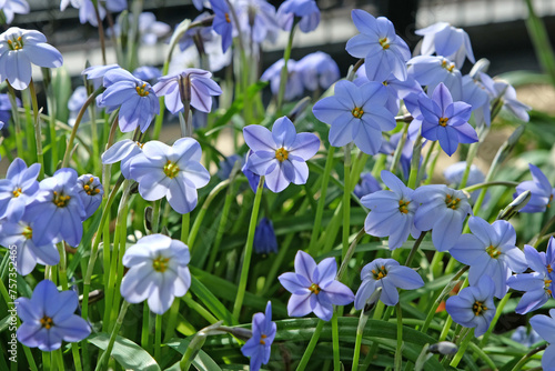 Blue Ipheion uniflorum Jessie  also known as Mexican Star in flower.