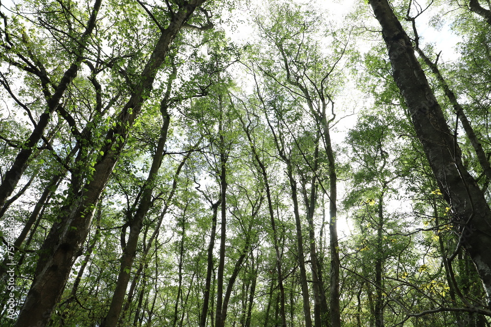 trees in the woods trees in the woods