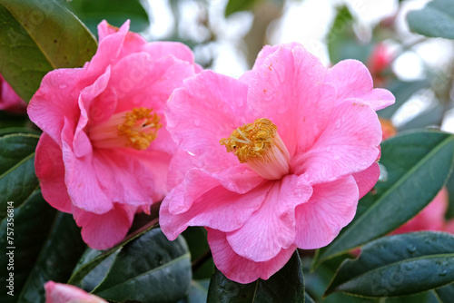 Pink single camellia 'Interval' in flower