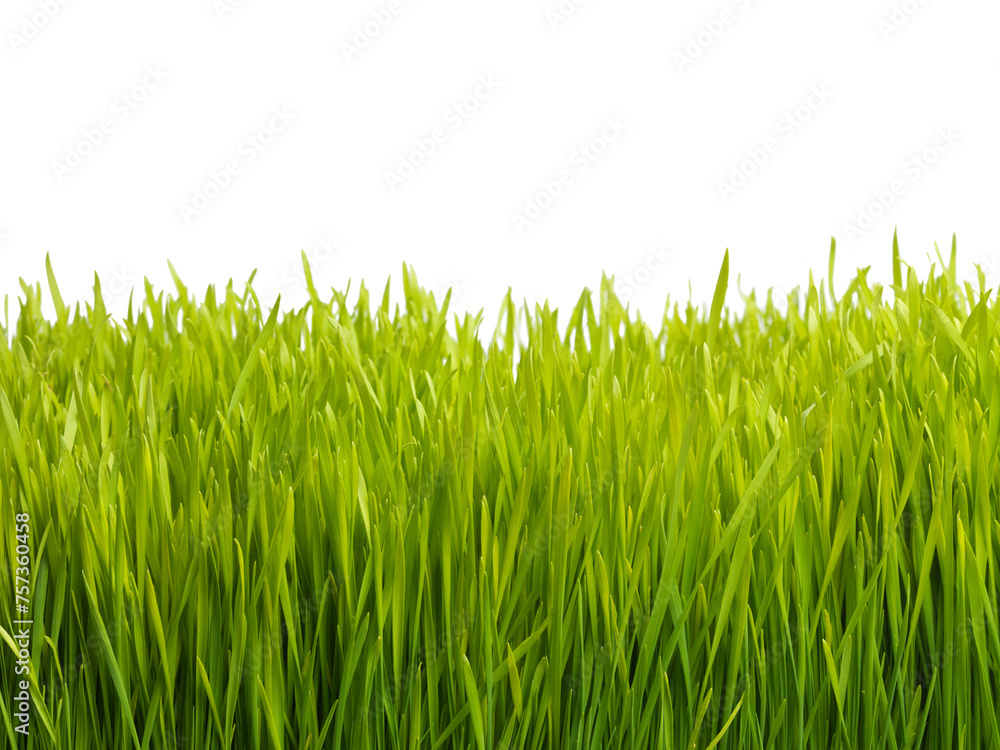 Nature, field and grass on a white background for landscape, meadow and park for growth. Agriculture, sustainability and isolated plants for gardening in environment, ecosystem and ecology in studio Nature, field and grass on a white background for landscape, meadow and park for growth. Agriculture, sustainability and isolated plants for gardening in environment, ecosystem and ecology in studio
