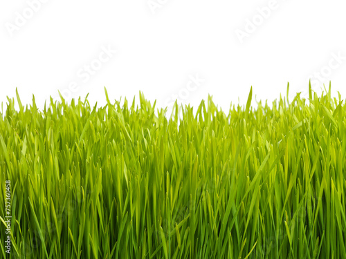 Nature, field and grass on a white background for landscape, meadow and park for growth. Agriculture, sustainability and isolated plants for gardening in environment, ecosystem and ecology in studio
