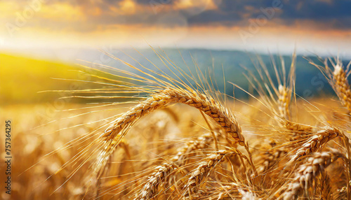 Wheat field. Ears of golden wheat close up. Beautiful Nature Sunset Landscape. Rural Scenery under Shining Sunlight. Background of ripening ears of wheat field. Rich harvest Concept