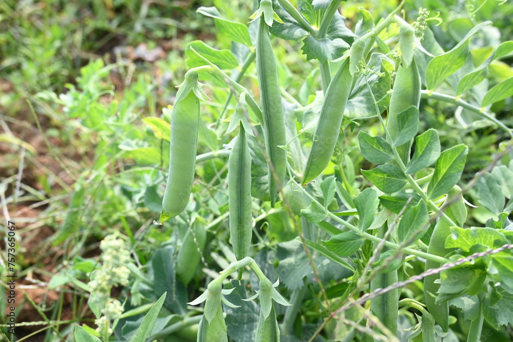 Green pea pod in the plants. There is a lot of vitamins and Minerals in it. The pea is most commonly the small spherical seed or the seed. Popular vegetable of all over world. vegetable garden. Green pea pod in the plants. There is a lot of vitamins and Minerals in it. The pea is most commonly the small spherical seed or the seed. Popular vegetable of all over world. vegetable garden.