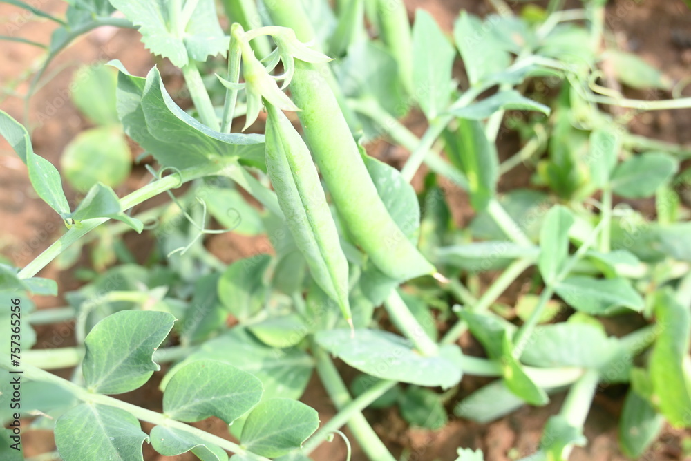 Green pea pod in the plants. There is a lot of vitamins and Minerals in it. The pea is most commonly the small spherical seed or the seed. Popular vegetable of all over world. vegetable garden. Green pea pod in the plants. There is a lot of vitamins and Minerals in it. The pea is most commonly the small spherical seed or the seed. Popular vegetable of all over world. vegetable garden.