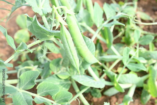 Green pea pod in the plants. There is a lot of vitamins  and Minerals in it. The pea is most commonly the small spherical seed or the seed. Popular vegetable of all over world. vegetable garden.
