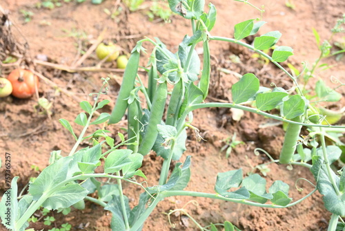 Green pea pod in the plants. There is a lot of vitamins and Minerals in it. The pea is most commonly the small spherical seed or the seed. Popular vegetable of all over world. vegetable garden.
