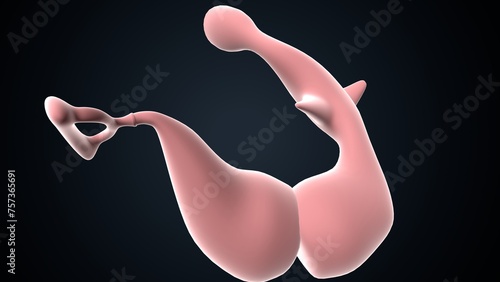 Foto human ear drum and cochlea anatomy. 3d render