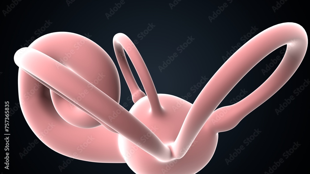 human ear drum and cochlea anatomy. 3d render