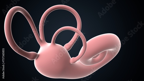 human ear drum and cochlea anatomy. 3d render
