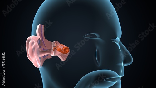 ear anatomy inner medical canal sensory sound nerve illustration.