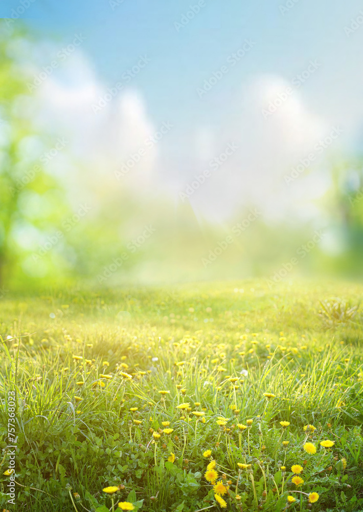 Obraz premium Beautiful blurred spring background nature with blooming glade chamomile, trees and blue sky on a sunny day.