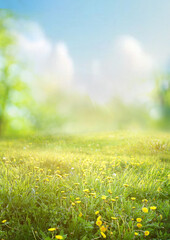 Beautiful blurred spring background nature with blooming glade chamomile, trees and blue sky on a sunny day.