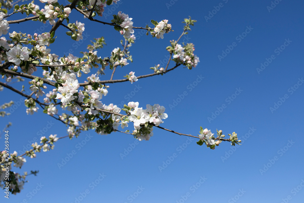 Blooming spring branches of an apple tree against a blue sky. harmony, energy of nature. Hi spring. nature comes to life. Sunny weather, be inspired by the beauty of nature Blooming spring branches of an apple tree against a blue sky. harmony, energy of nature. Hi spring. nature comes to life. Sunny weather, be inspired by the beauty of nature