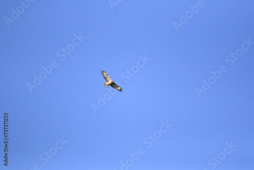 Mäusebussard (Buteo buteo)