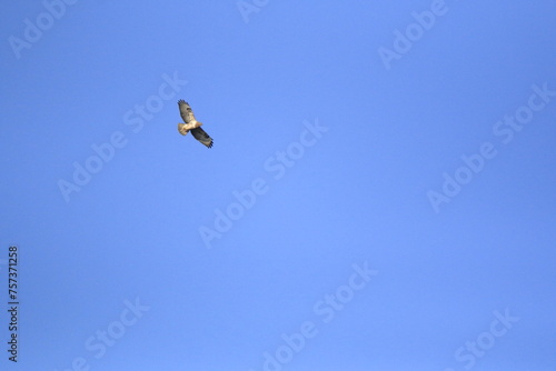 Mäusebussard (Buteo buteo)