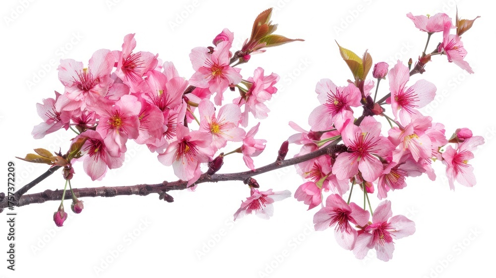 pink cherry blossom on a white background