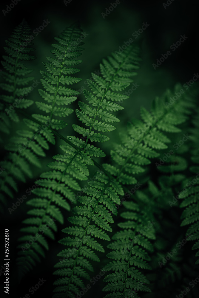 Green Fern Leaf in Detail