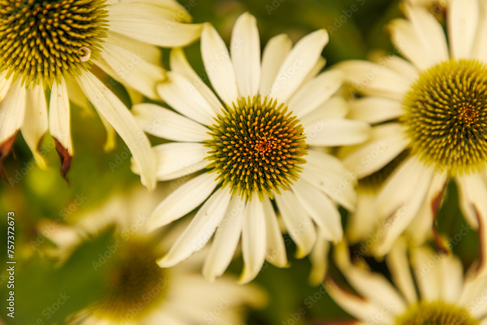 Fototapeta premium Weisser Sonnenhut - Echinacea purpurea 'alba'