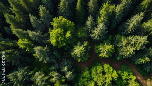 Green forest from a drone's perspective showcases carbon capture, supporting the notion of net zero emissions.