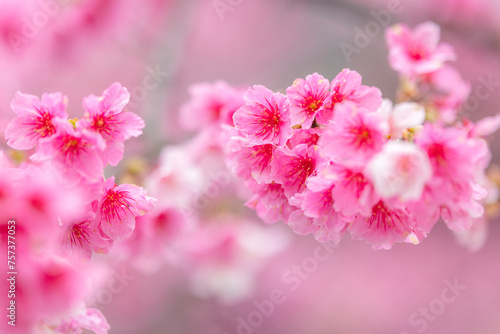 Pink sakura flower on the tree © leungchopan