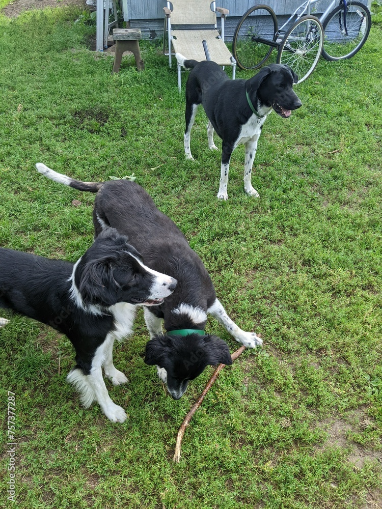 Three Border Collie Mutts playing together in the yard during summer Three Border Collie Mutts playing together in the yard during summer
