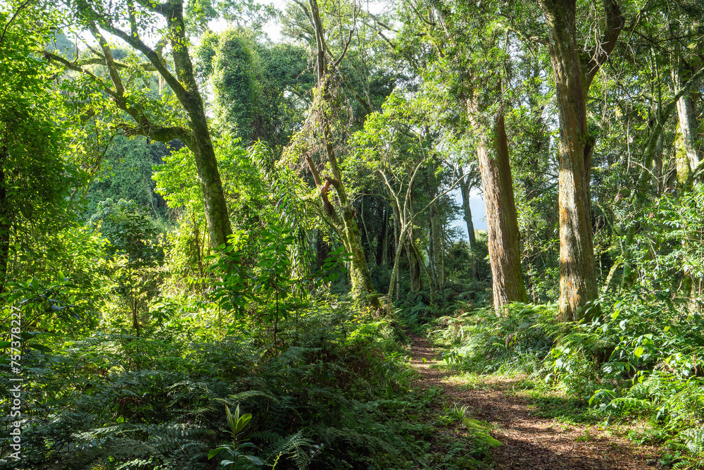 Sonnendurchfluteter tropischer Waldweg mit hohen Bäumen Sonnendurchfluteter tropischer Waldweg mit hohen Bäumen