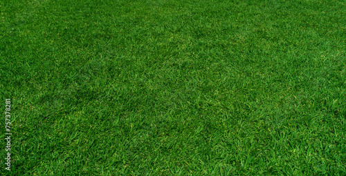 Green grass field background