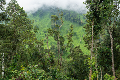 Blick aus einem tropischen Regenwald auf einen wolkenverhangenen Berggipfel