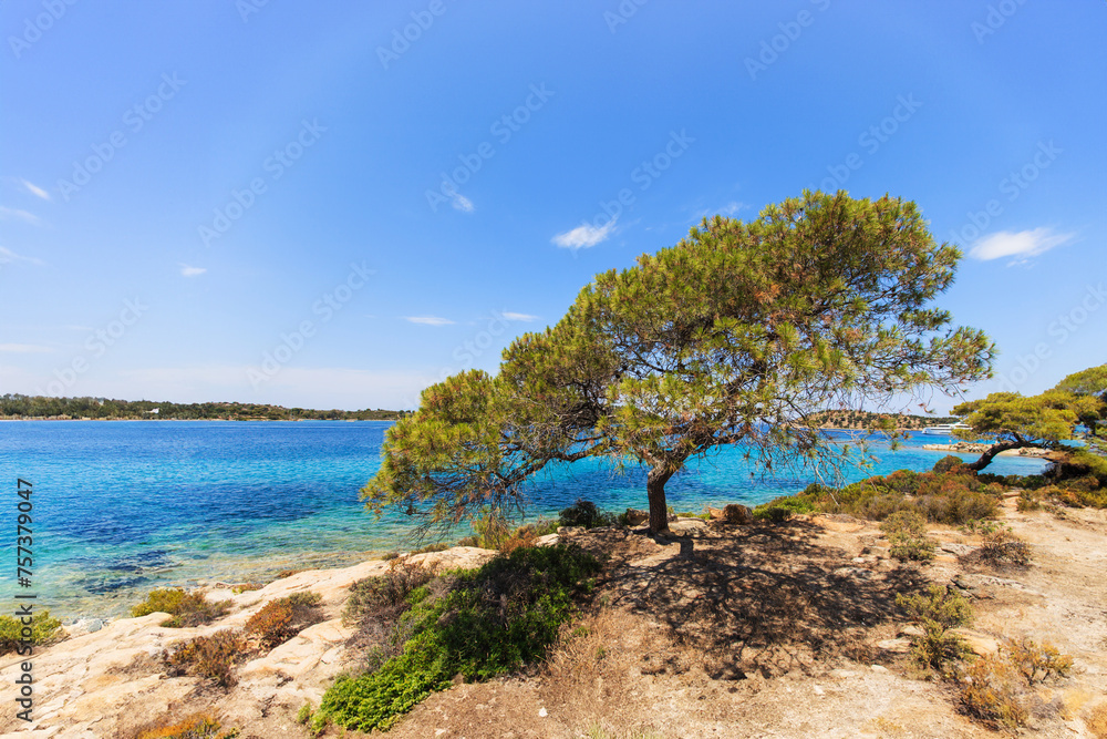 A picturesque coastal scene in Greece featuring a lush pine tree overlooking the turquoise sea. A picturesque coastal scene in Greece featuring a lush pine tree overlooking the turquoise sea.