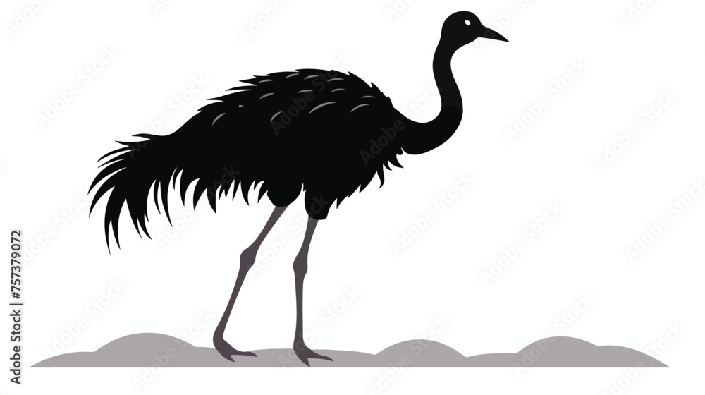 Fototapeta premium silhouett of ostrich white background