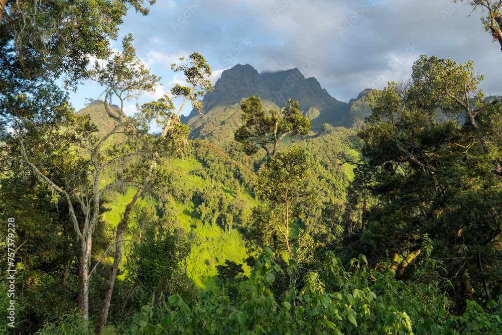 Ausblick aus einem tropischen Regenwald auf einen Berggipfel