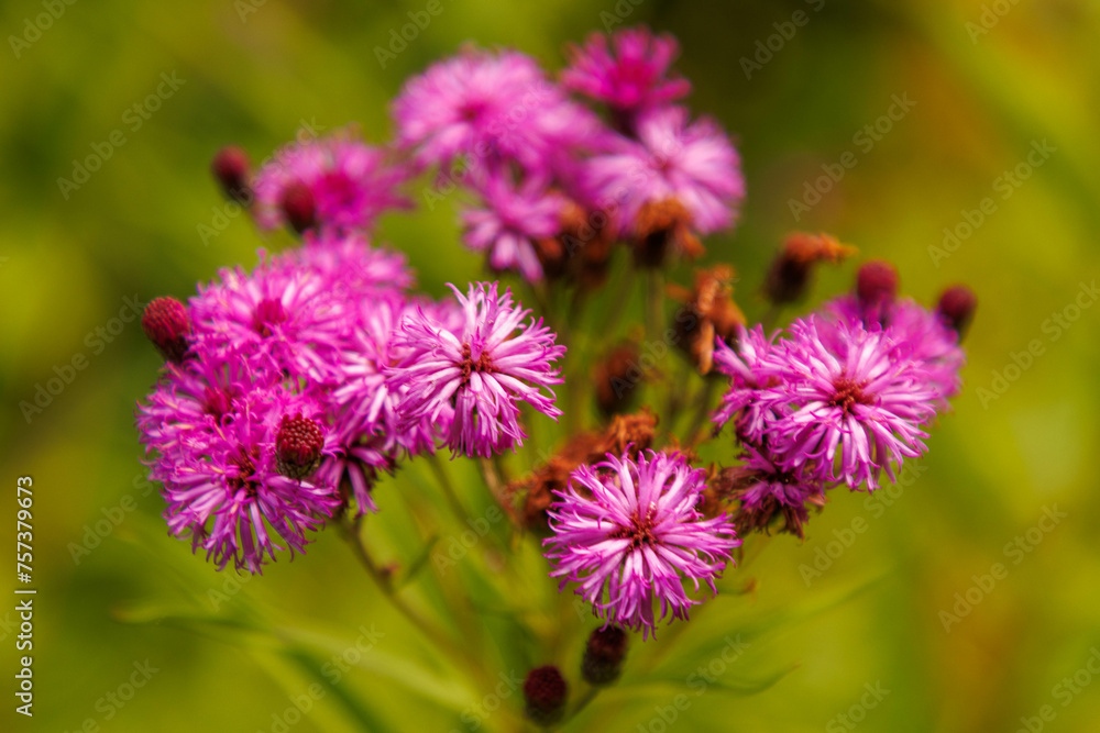 Scheinaster - Vernonia noveboracensis Scheinaster - Vernonia noveboracensis