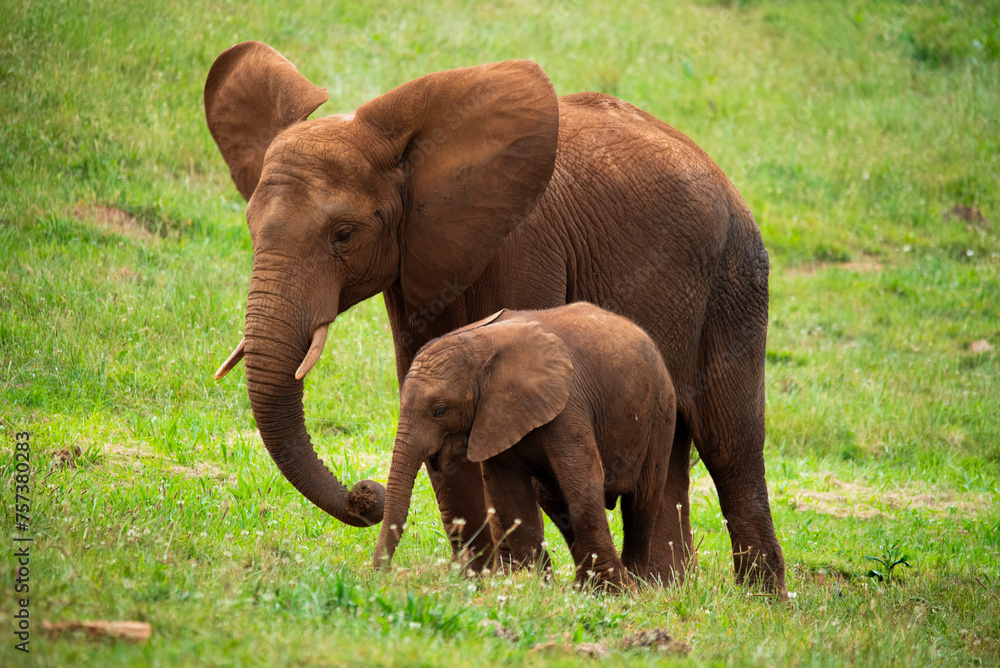elephant with her calf