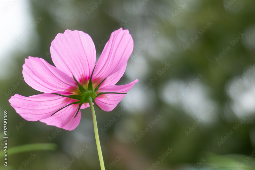 カラフルに咲く秋のコスモス　滋賀県守山市今浜コスモス園