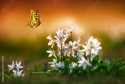 natural view with many flowers of blue snowdrops crocuses and a swallowtail b...