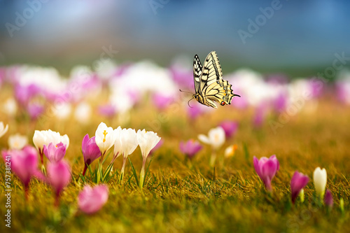natural view with many flowers of purple snowdrops crocuses and a swallowtail...