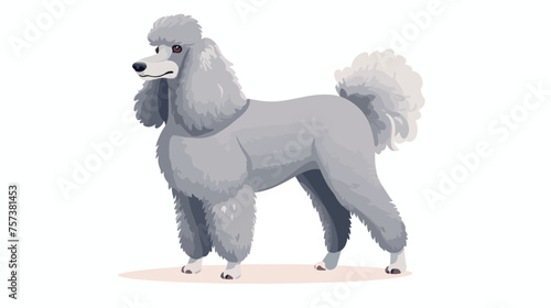 Adult poodle standing isolated on white background.