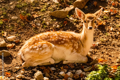 Dama dama, fallow deer, on a sunny day in summer