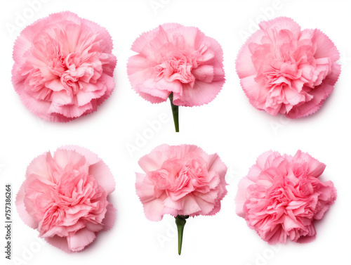 carnation collection set isolated on transparent background, transparency image, removed background © transparentfritz