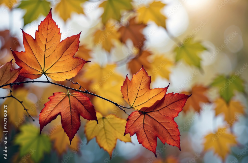 Autumn leaves decoration background fall seasonal theme concept
