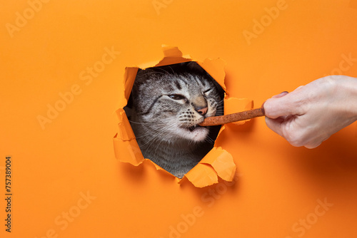 Fototapeta Naklejka Na Ścianę i Meble -  Portrait of cute cat breaking through hole in orange paper background